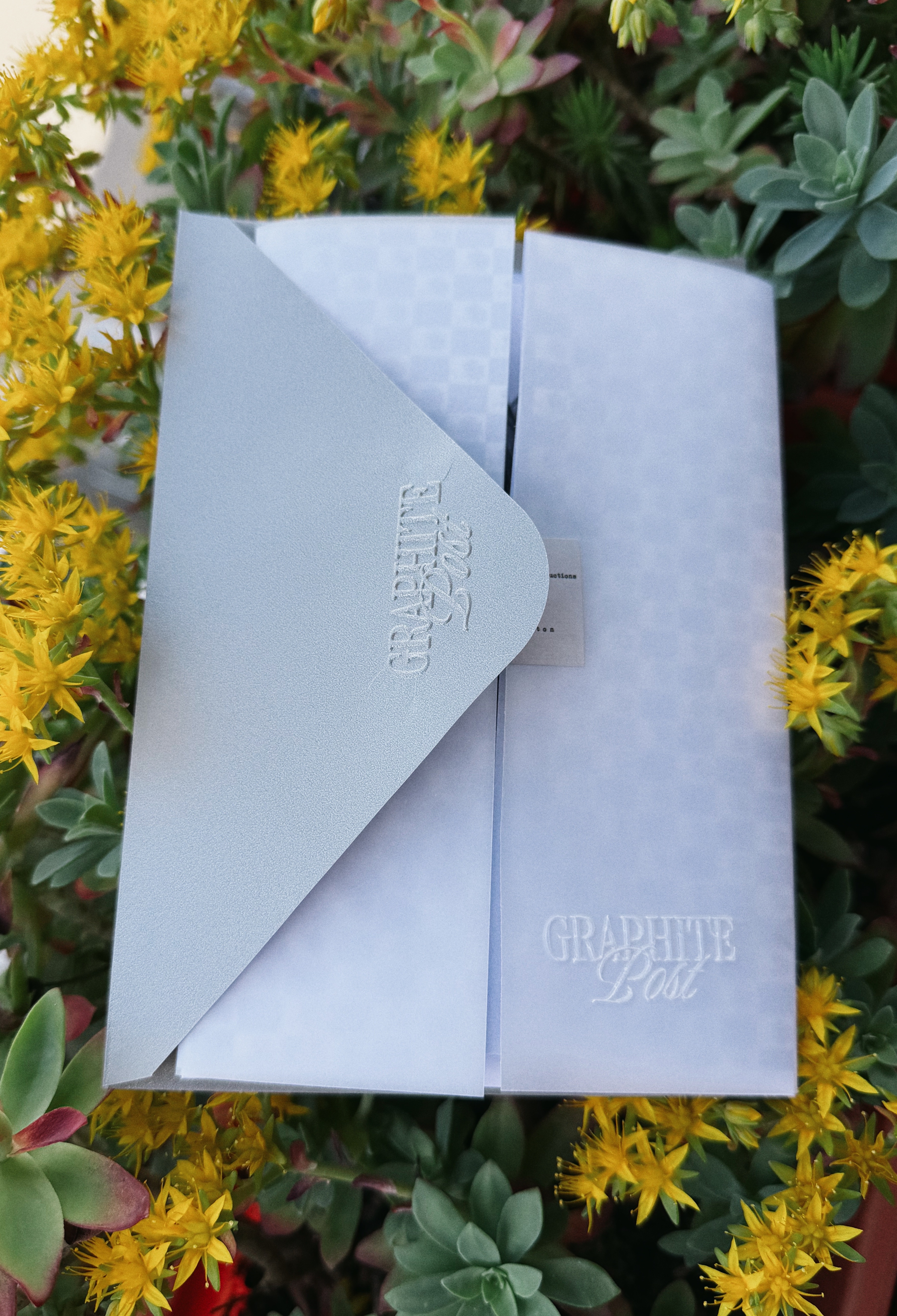 Dahlia package outdoor closeup